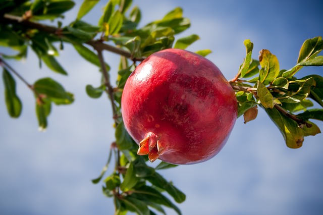 granátové jablko na stromě